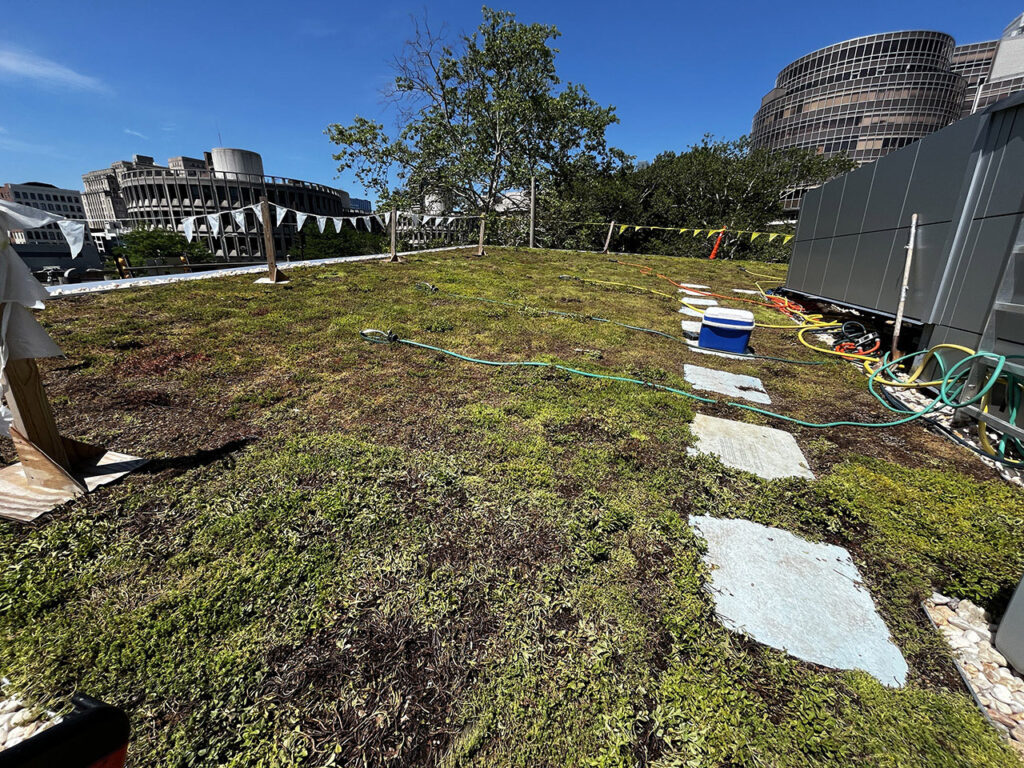 Plantings have been installed to create the green roof on the Headhouse.
